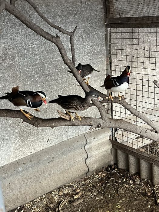 Продам качок 2025 року