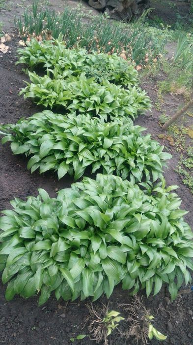 Хоста хоста хоста