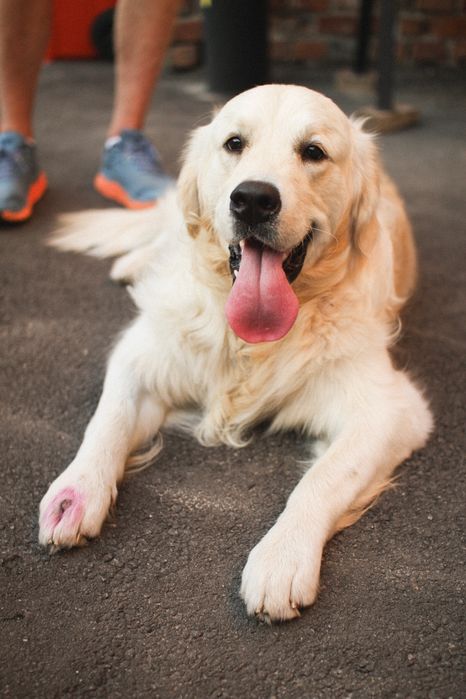 Золотистий ретривер шукає дівчинку!