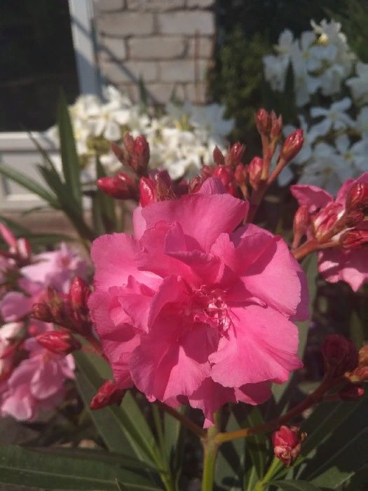 Олеандры разных цветов,лагерстремия