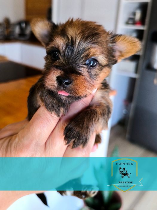 Alojamento canino raças pequenas