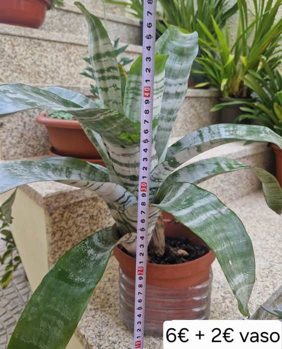 Planta bromelia prateada