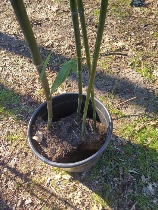 Bambus mrozoodporny Phyllostachys bisetti
