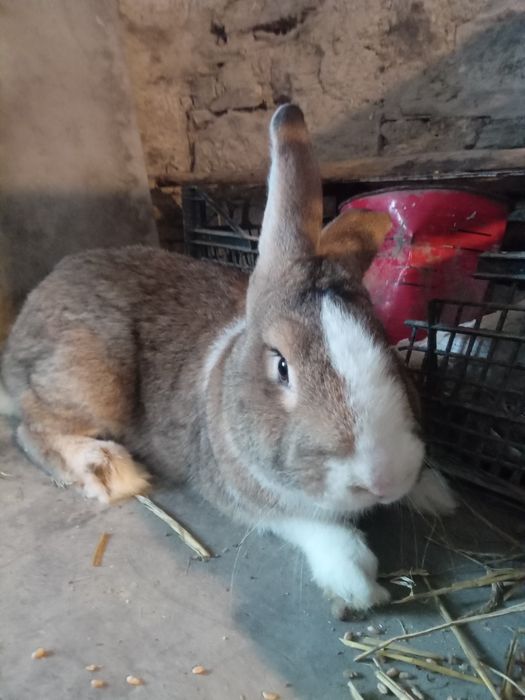 Молоди самки самці