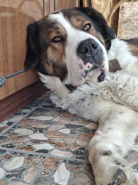 Охоронець шукає роботу та будинок