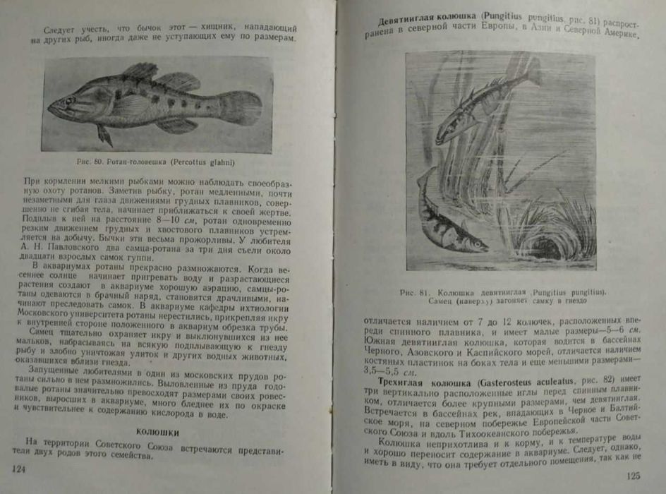 Комнатный аквариум, 1957. Пешков