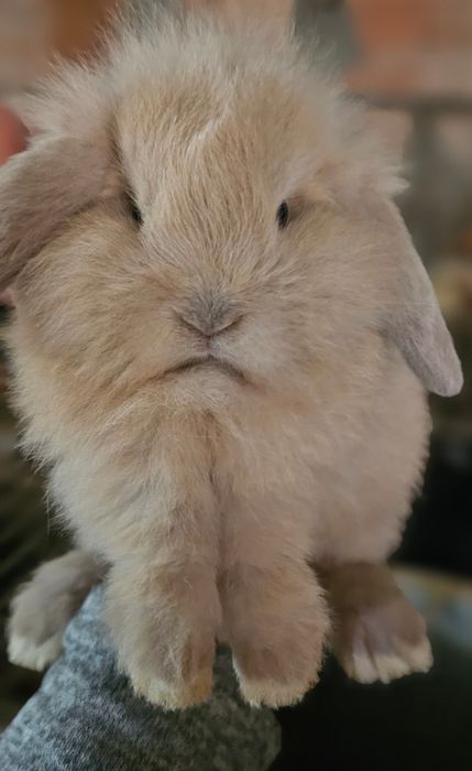 Coelhos anões mini lop