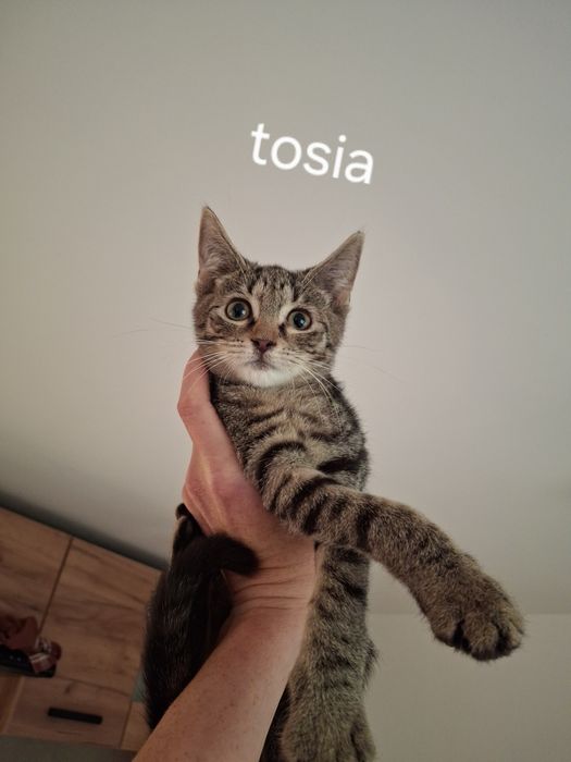 Kotka do adopcji