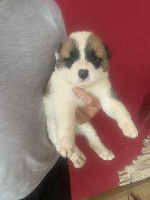 Продам цуценят Алабая