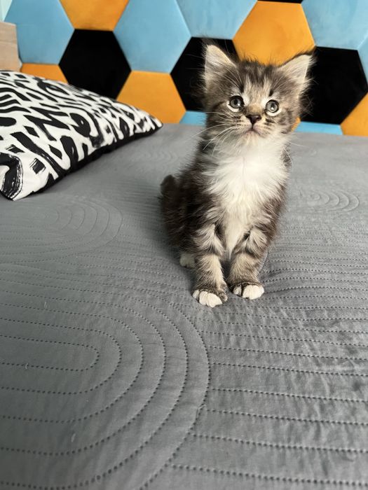 Maine Coon Kociak
