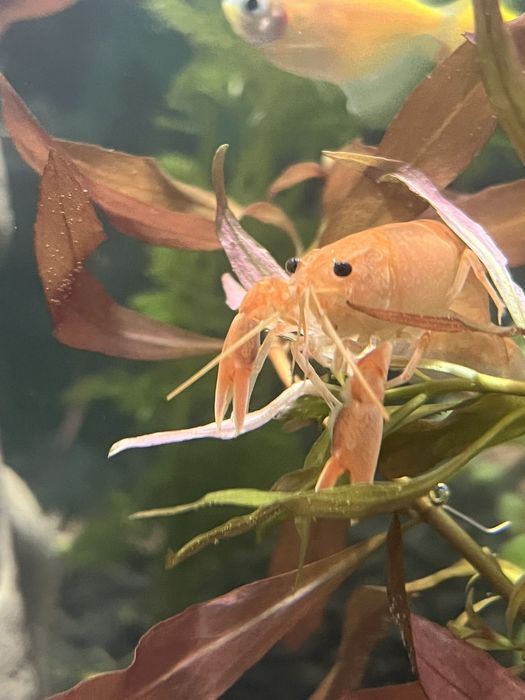 Раки для акваріуму