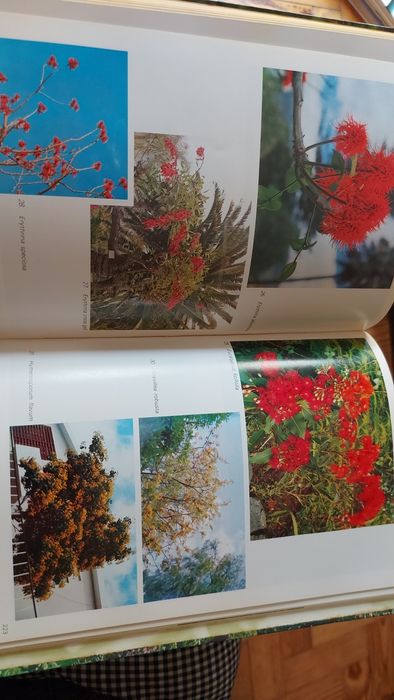 Flores da Madeira de Rui Vieira