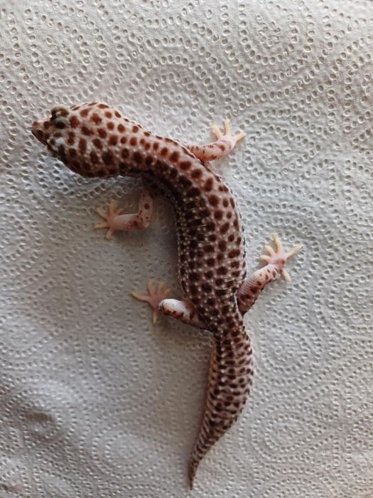 Gekon lamparci super snow mack