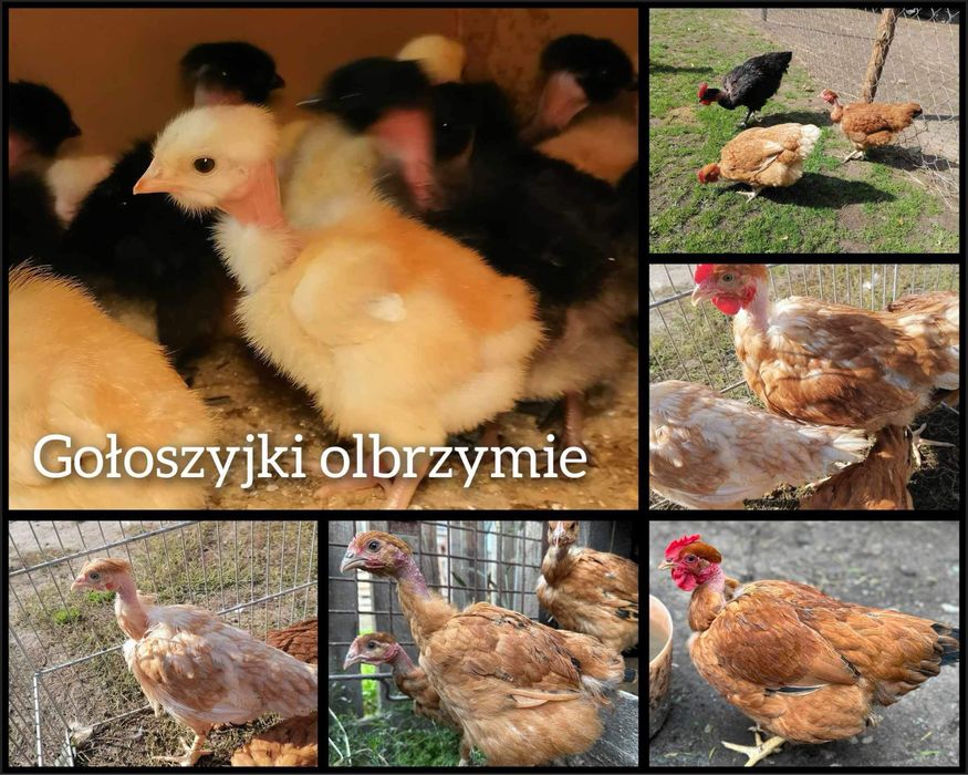 ‼️Kaczki, perliczki, kurczaki redbro, rossa, gołoszyjki ‼️