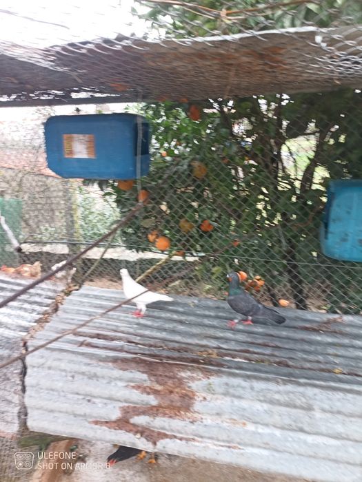 Vendo 3 pombos correios machos