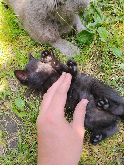 Кошки безплатно хлопчик і дівочка