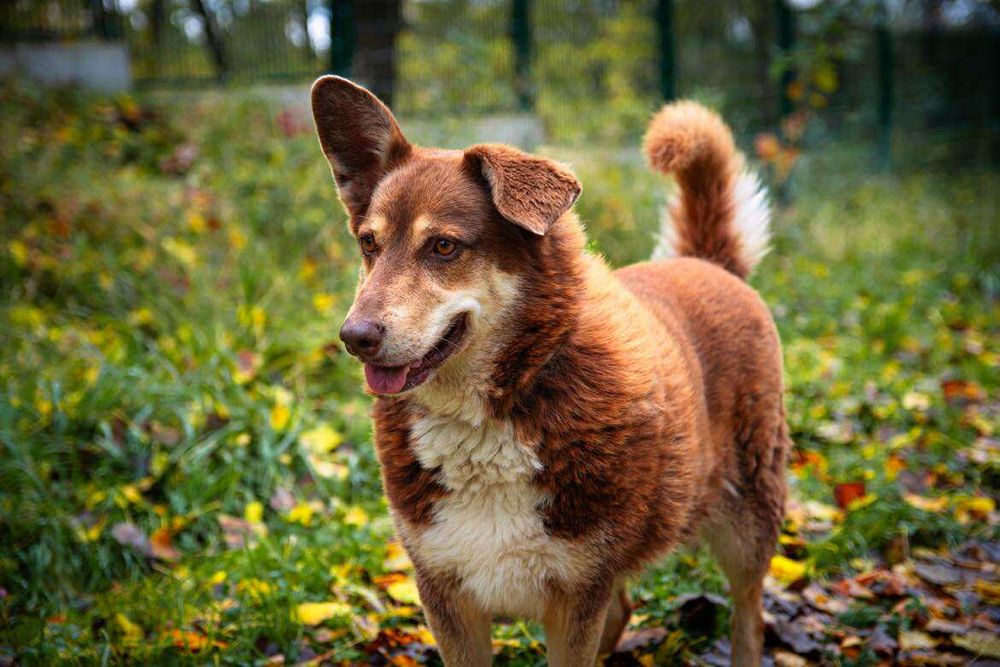 Czekoladowy Maksiu marzy o swoim domku