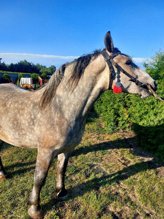 Klacz szpaczka siwa  3 lata. Zakładana! Piękna!