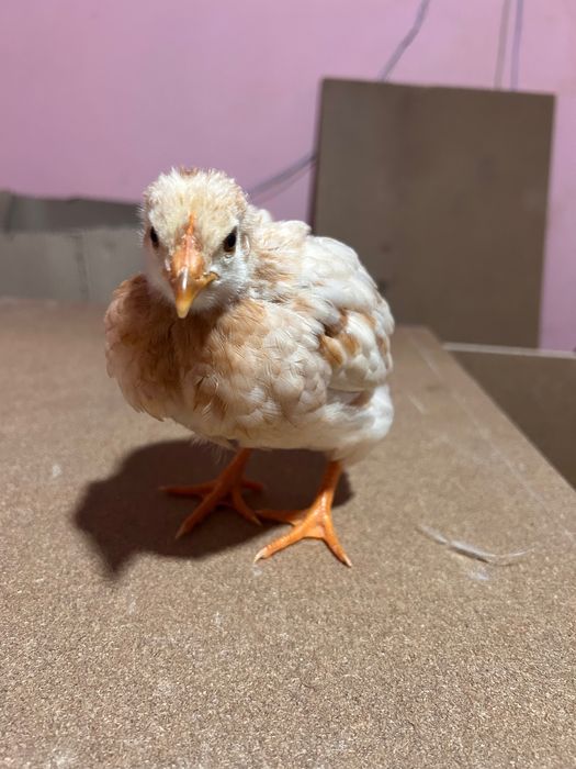 Tenho Poedeira de 3 semana e de 4 semana