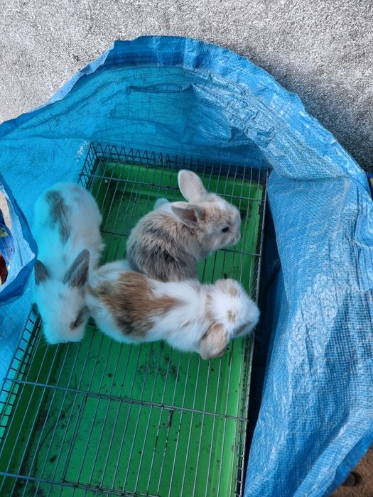 Kit coelhos anoes mini lop, mini holandeses e toys na minha criacao