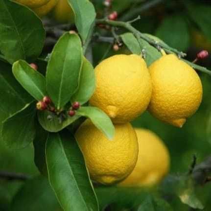 Продам кімнатній лимон , апельсин , мандарин , кумкват ,
