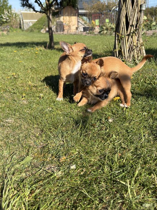 Chihuahua krótkowłosa