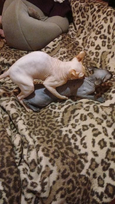 Вязка канадський сфінкс