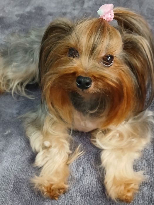 Yorkshire terrier fêmea