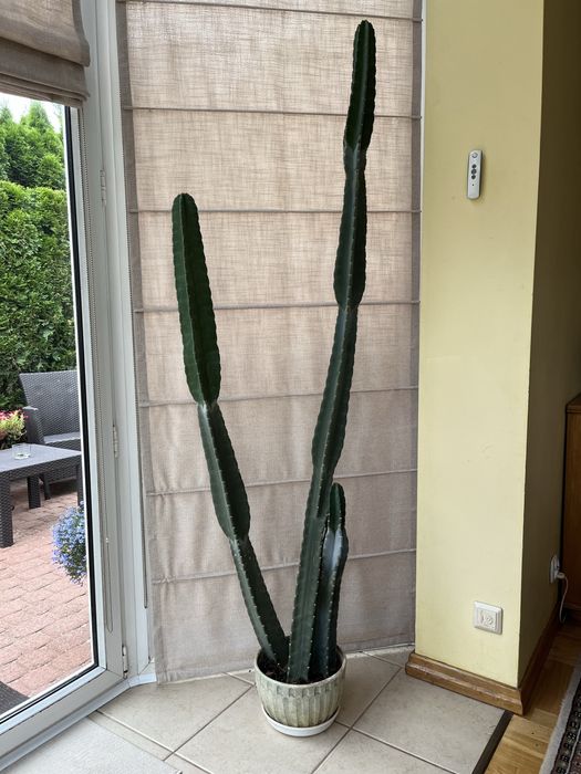 Kaktus 200 cm kolumnowy gigant mexico