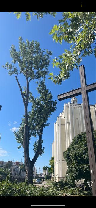 Wycinka drzew/ Alpinistyka/ Usługi rębakiem/ Koszenie nieużytków