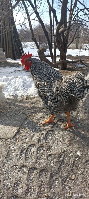 Півень когут Амрокс