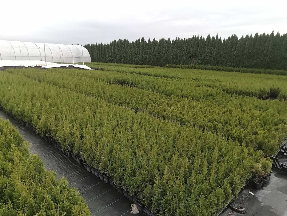 Tuja tuje szmaragd        200-230cm Dostawa