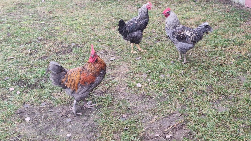 Uwaga koguty z chowu przydomowego