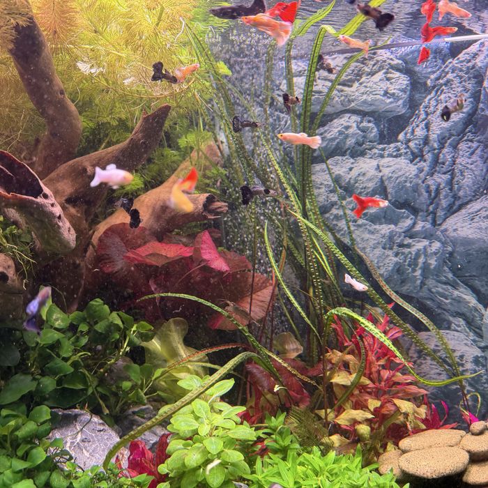 Przepiekne gupiki rasowe!!!Super cena!!!