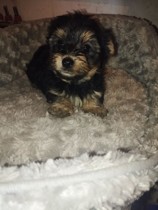 Piesek Yorkshire terrier