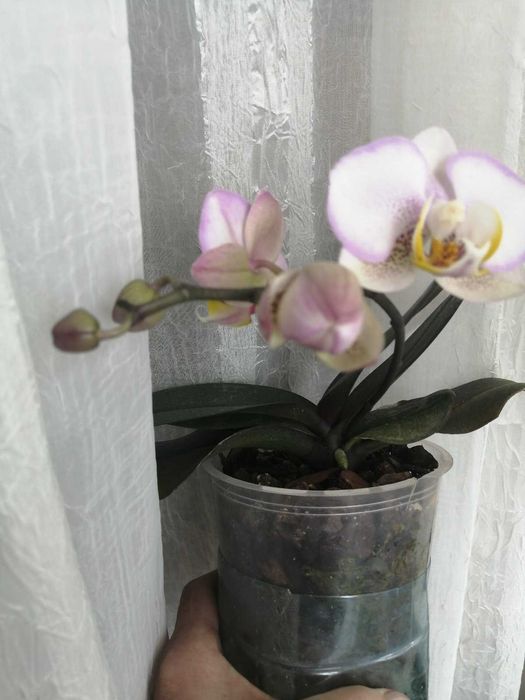 Орхидея Фаленопсис мультифлора Carola (КАРОЛА)