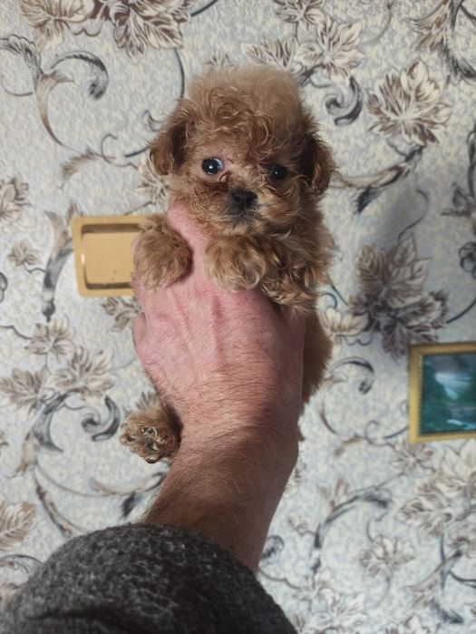 Мальчик мальтипу