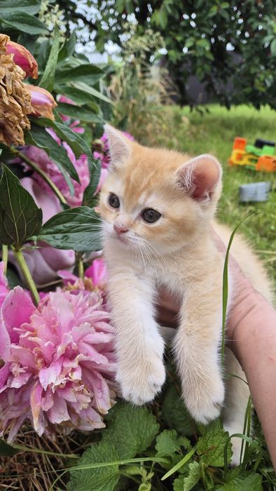 Кошеня золотої шиншили, кіт