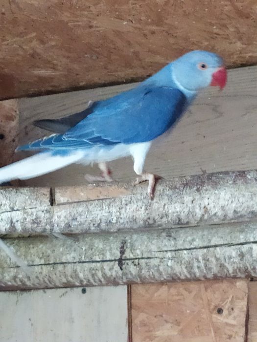 Sprzedam aleksandrette