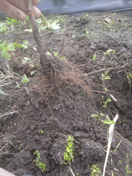 Саджанці літньої малини пшихиба