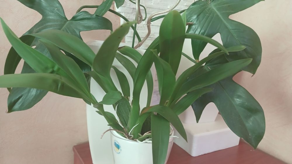 Орхідеї домашні продам