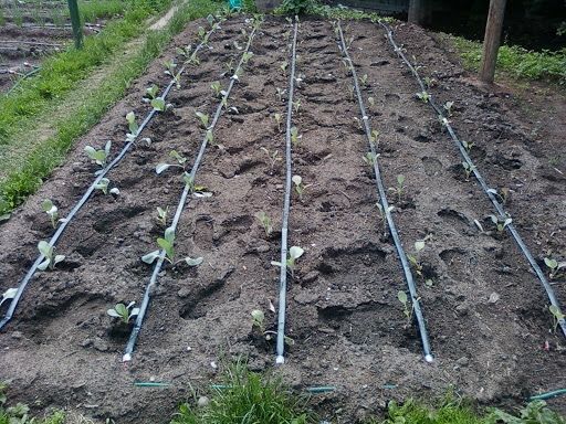 Обрізка дерев,догляд за ділянкою, с.Пухівка, керуючий інженер