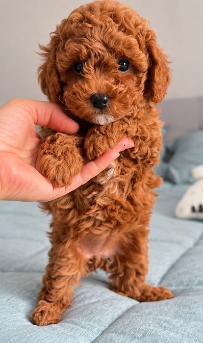 Toy Poodle  малюки