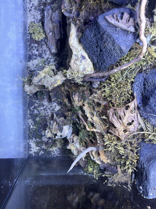 Paludarium z wodospadem i mieszkańcami