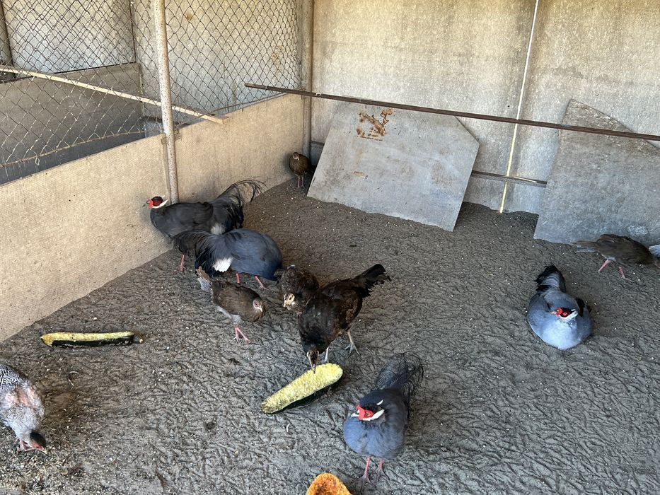 Фазан синій вухатий