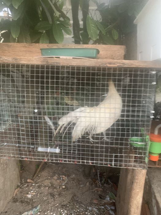 Garnizo fenix branco
