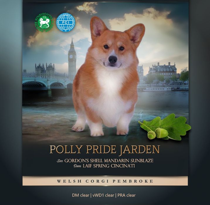 Welsh corgi pembroke FCI