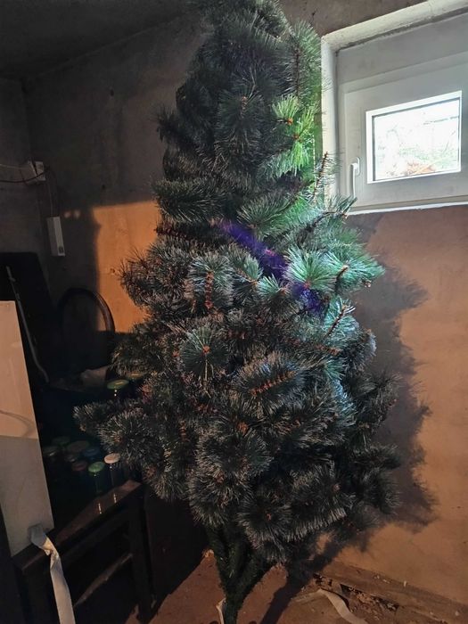 Choinka za darmo 2,20m