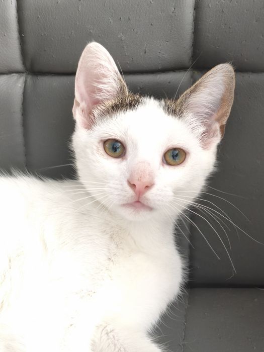 Kocurek 4,5 mieś. do adopcji