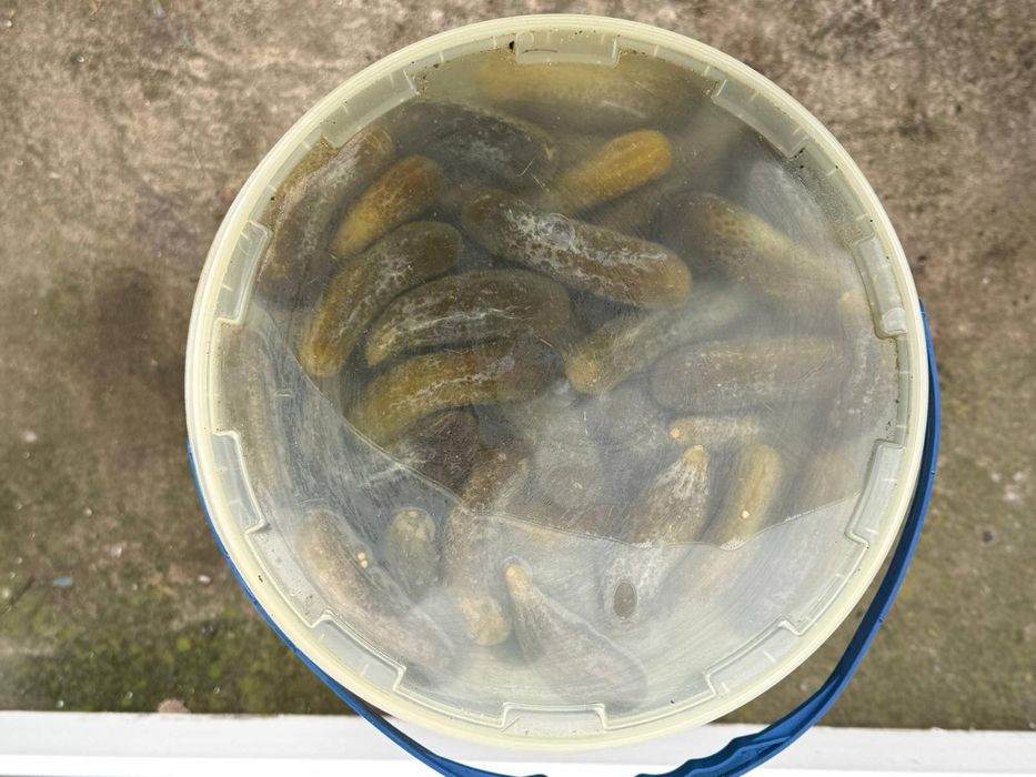 Квашені помідори та огірок